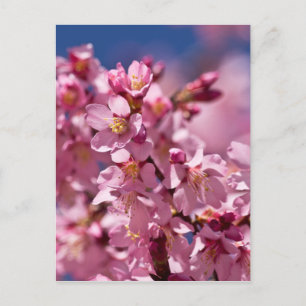 Carte Postale Fleurs de cerisier Sakura embrassées par la lumièr