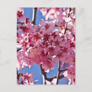 Carte Postale Fleurs de cerisier Sakura Étoiles rouges