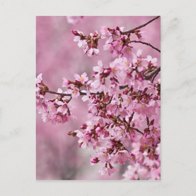 Carte Postale Fleurs de Cerisier Sakura Pastel Rose Calquees (Devant)