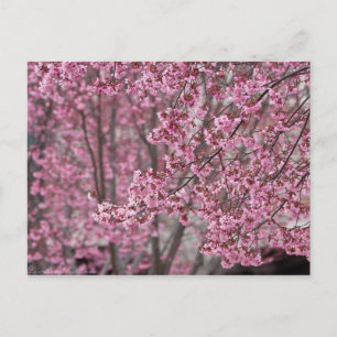 Carte Postale Fleurs de cerisier Sakura rose flottant