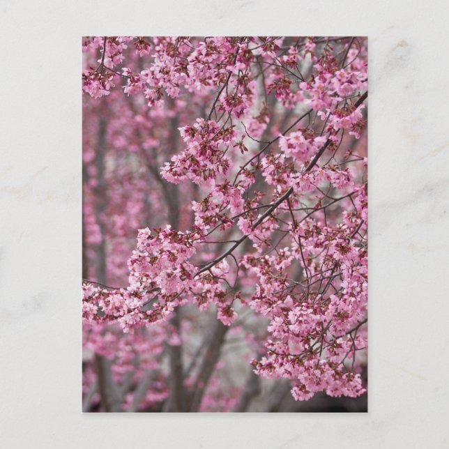Carte Postale Fleurs de cerisier Sakura rose flottant (Devant)
