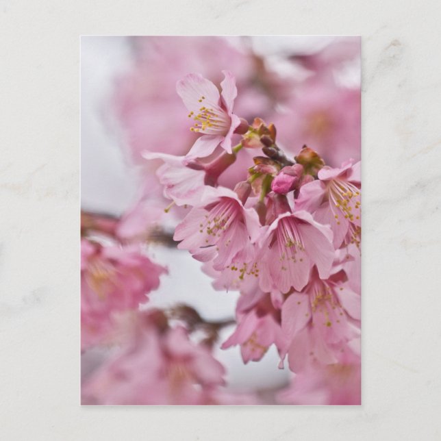 Carte Postale Fleurs de cerisier Sakura rose pâle (Devant)