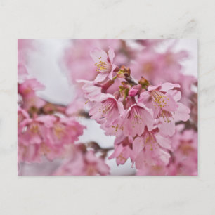Carte Postale Fleurs de cerisier Sakura rose pâle