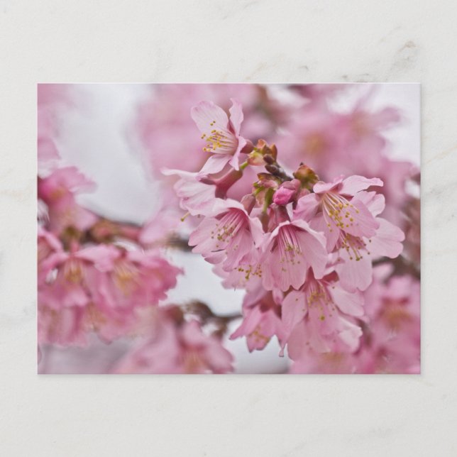 Carte Postale Fleurs de cerisier Sakura rose pâle (Devant)