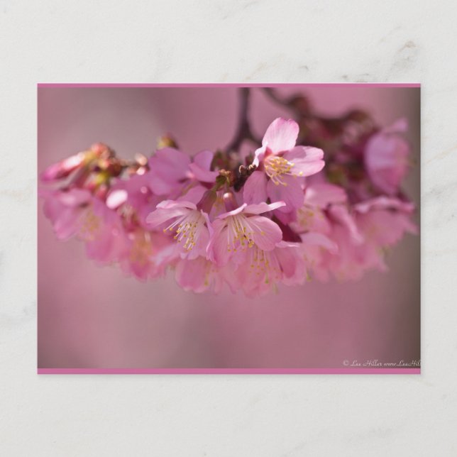 Carte Postale Fleurs de cerisier Source thermale  Vêtements & Ca (Devant)