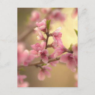 Carte Postale Fleurs de cerisiers