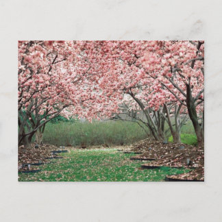 Carte Postale Fleurs de cerisiers