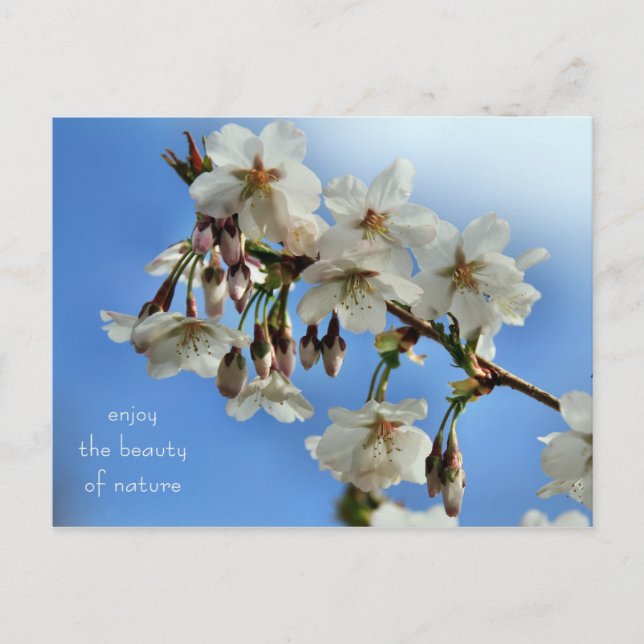 Carte Postale Fleurs de cerisiers (Devant)