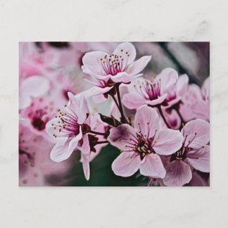 Carte Postale Fleurs de cerisiers