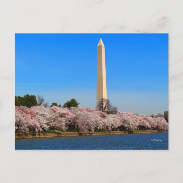 Carte Postale Fleurs de cerisiers (Devant)