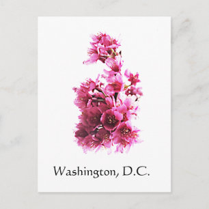 Carte Postale Fleurs de cerisiers à Washington, D.C.