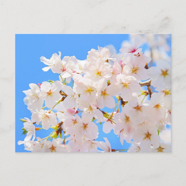 Carte Postale Fleurs de cerisiers au printemps (Devant)