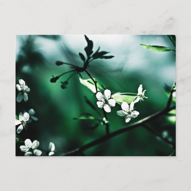 Carte Postale Fleurs de cerisiers blancs (Devant)