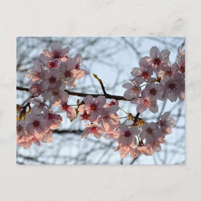 Carte Postale Fleurs de cerisiers : Japon (Devant)