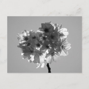 Carte Postale Fleurs de cerisiers : Japon (noir et blanc)