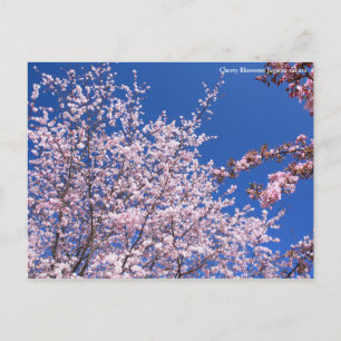 Carte Postale Fleurs de cerisiers : Jugatsu-zakura [Carte postal