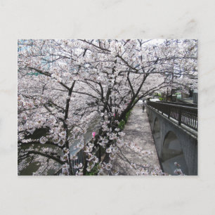 Carte Postale Fleurs de cerisiers : Meguro River, Tokyo