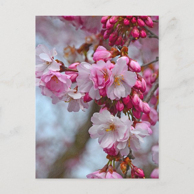 Carte Postale Fleurs de cerisiers roses (Devant)