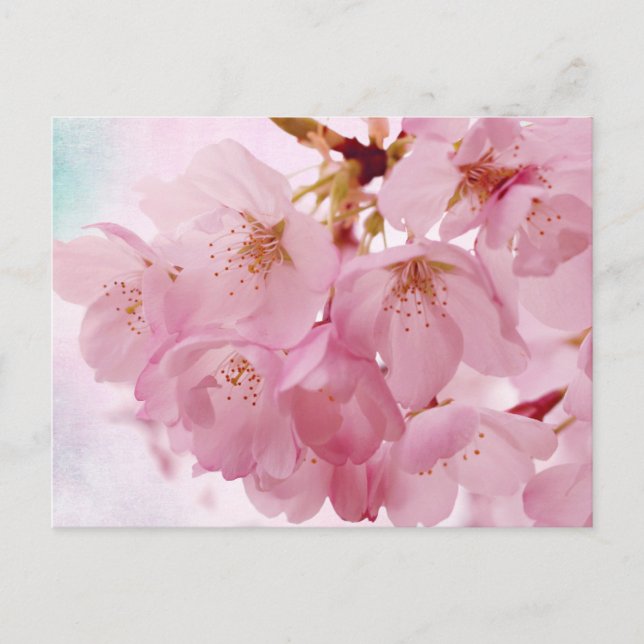 Carte Postale Fleurs de cerisiers roses Vintages douces (Devant)