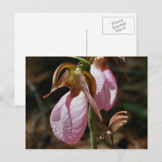 Carte Postale Fleurs de chlipper rose sauvage