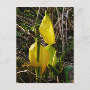 Carte postale Fleurs de choux à écaille jaune