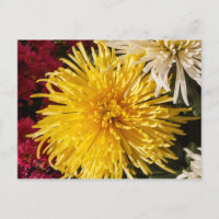 Fleurs de chrysanthème jaune