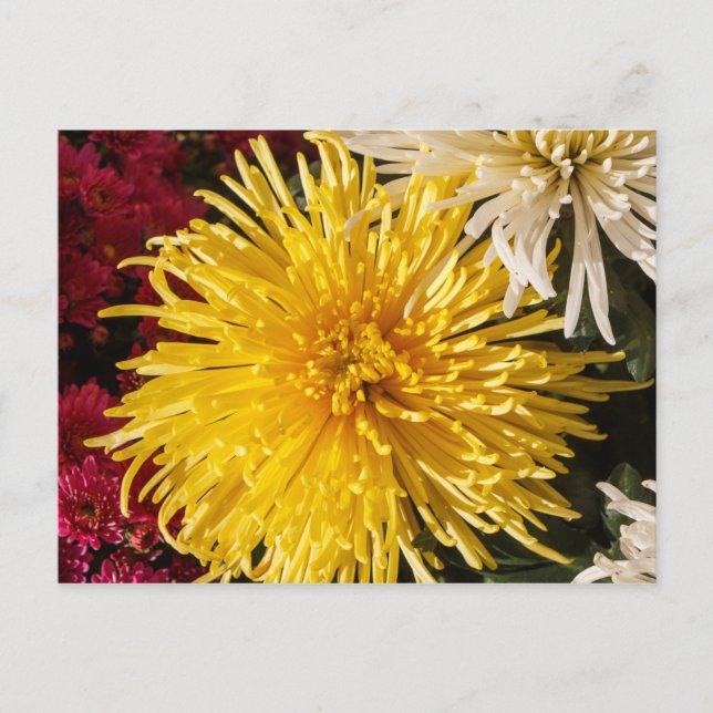 Carte Postale Fleurs de chrysanthème jaune (Devant)
