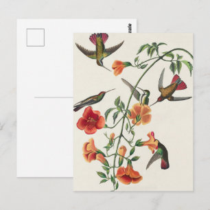 Carte Postale Fleurs de colibris mangues Audubon vintage
