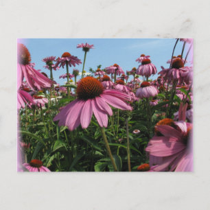 Carte postale Fleurs de cônes