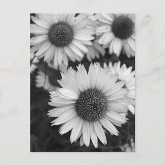 Carte Postale Fleurs de cônes - Faisée - En noir et blanc