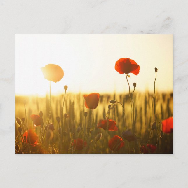 Carte Postale Fleurs de coquelicot au soleil (Devant)