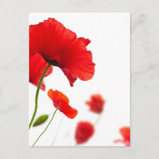 Carte postale - fleurs de coquelicots
