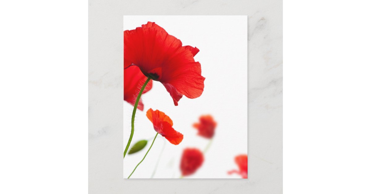 Carte Postale Fleurs De Coquelicots Zazzle Fr