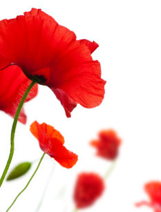 Cartes Postales Coquelicot Originales Zazzle Fr Cartes Postales Coquelicot Originales Zazzle Fr