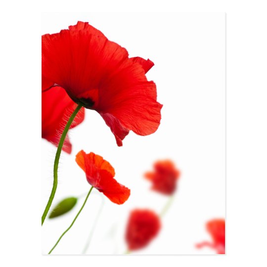 Carte Postale Fleurs De Coquelicots Zazzle Fr