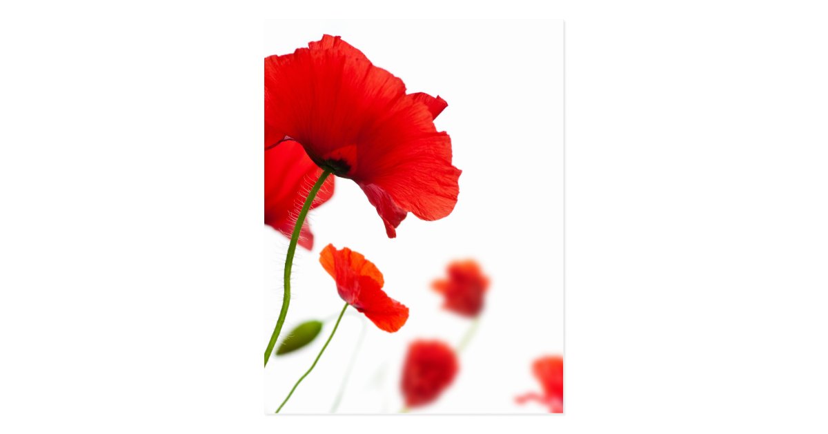 Carte Postale Fleurs De Coquelicots Zazzle Fr