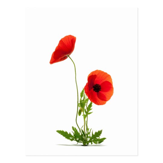 Carte Postale Fleurs De Coquelicots Fond Blanc Zazzle Fr