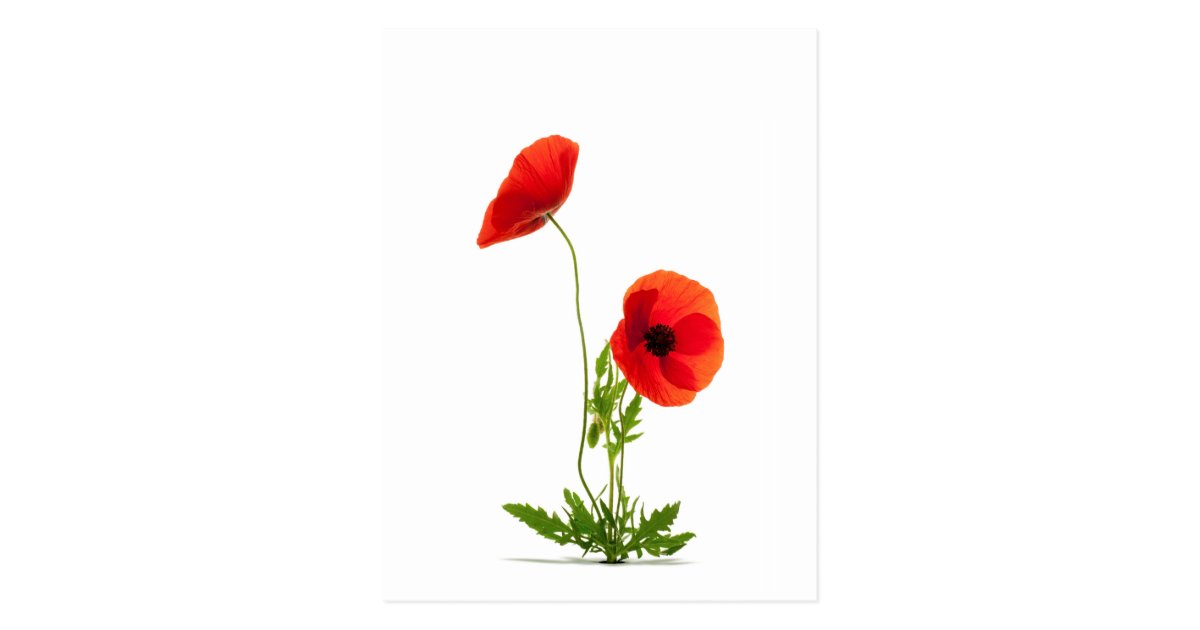 Carte Postale Fleurs De Coquelicots Fond Blanc Zazzle Fr