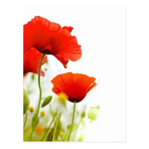 Invitations Faire Part Cartes Coquelicot Zazzle Fr