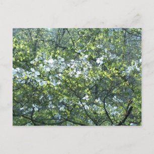 Carte Postale fleurs de cornouiller blanc de printemps