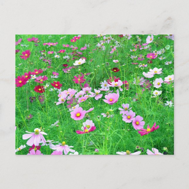 Carte Postale Fleurs de Cosmos : Japon (Devant)