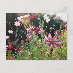 Carte Postale Fleurs de Cosmos : Japon