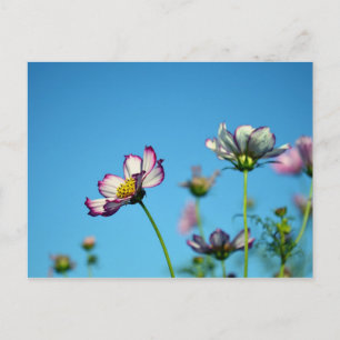 Carte Postale Fleurs de Cosmos : Japon