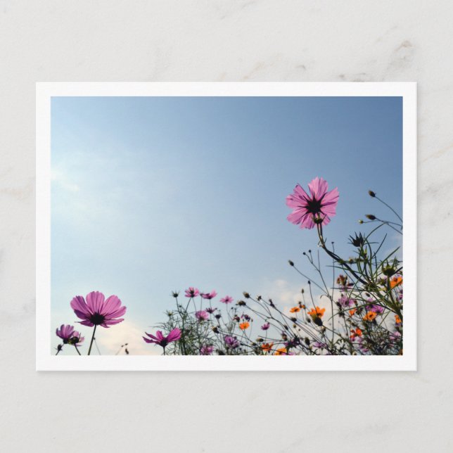 Carte Postale Fleurs de Cosmos : Japon  (Devant)
