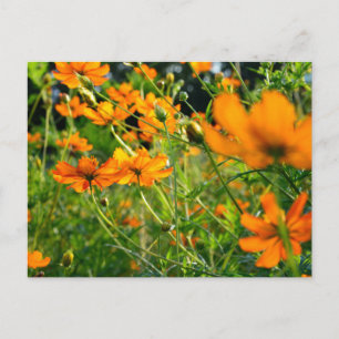Carte Postale Fleurs de Cosmos orange