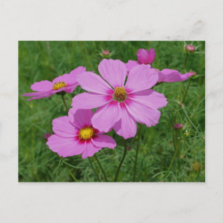 Carte Postale Fleurs De Cosmos Rose Au Soleil