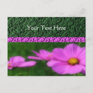 Carte Postale Fleurs De Cosmos Rose Vivid