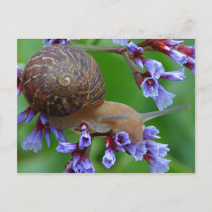 CARTE POSTALE FLEURS DE COURRIER