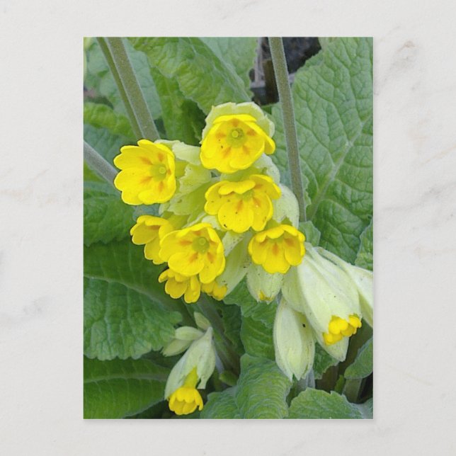 Carte postale Fleurs de cowslip (Devant)
