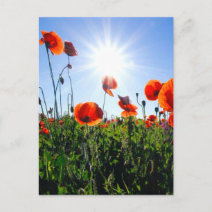 Carte Postale Fleurs de crapets rouges sauvages